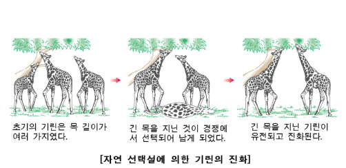 자연 선택 - 나무위키