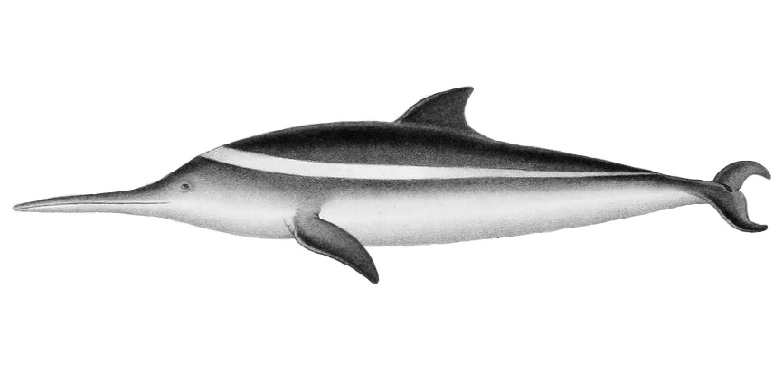 La Plata dolphin - Wikipedia