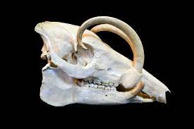 Babirusa - Wikipedia