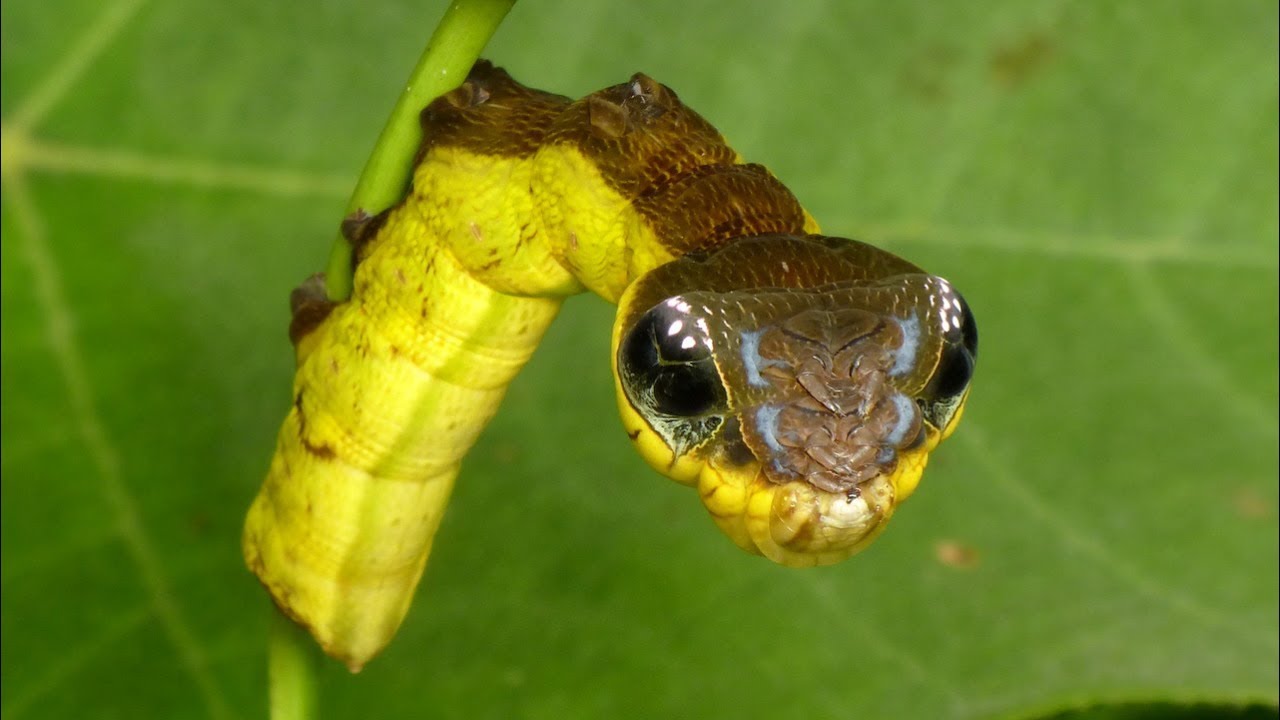 Snake-mimic caterpillar, Hemeroplanes triptolemus, Sphingidae - YouTube