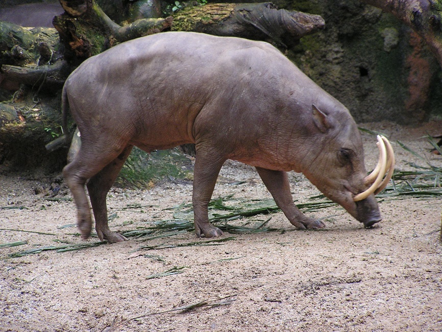 Babirusa - Wikipedia
